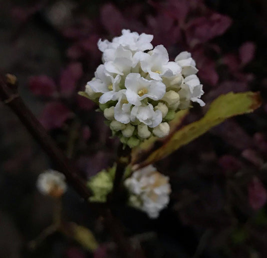 *RETAIL - Viburnum farreri 'Candidissimum'