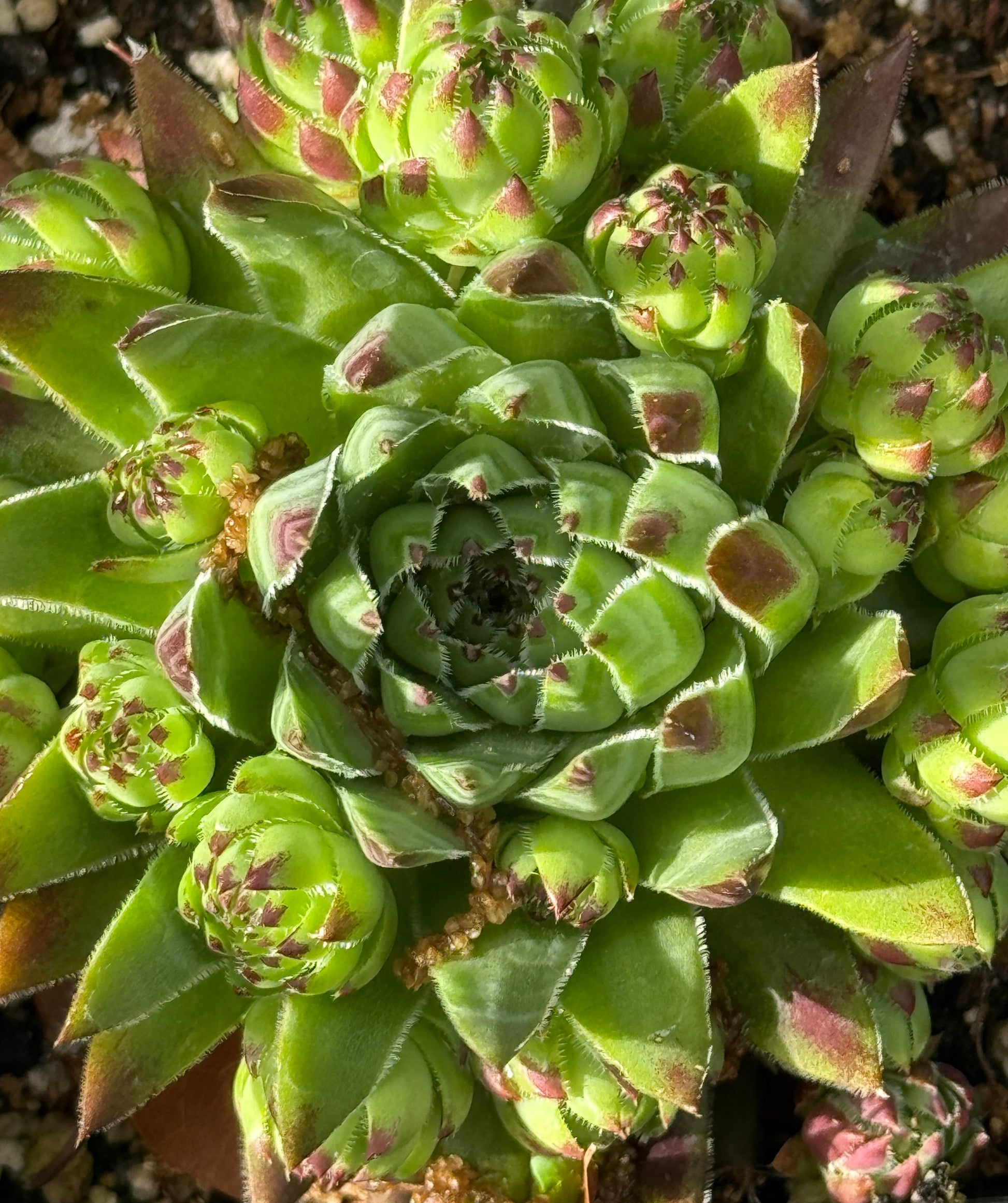 jovibarba succulent Jovibarba hirta sobolifera 'Bulgarian'