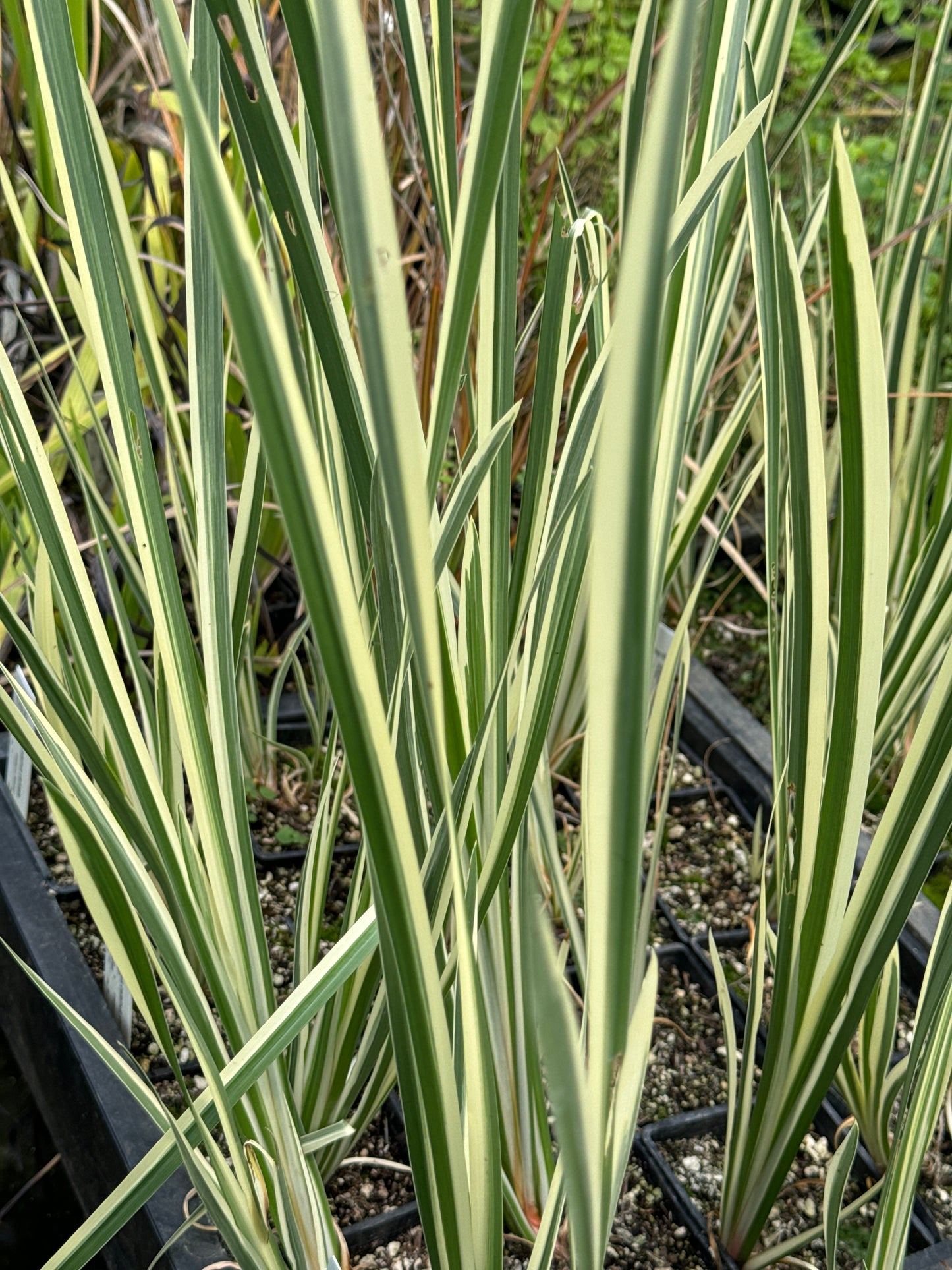 Acorus calamus 'Variegatus'