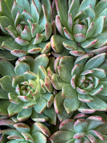 *RETAIL - Echeveria 'Lady's Choice'