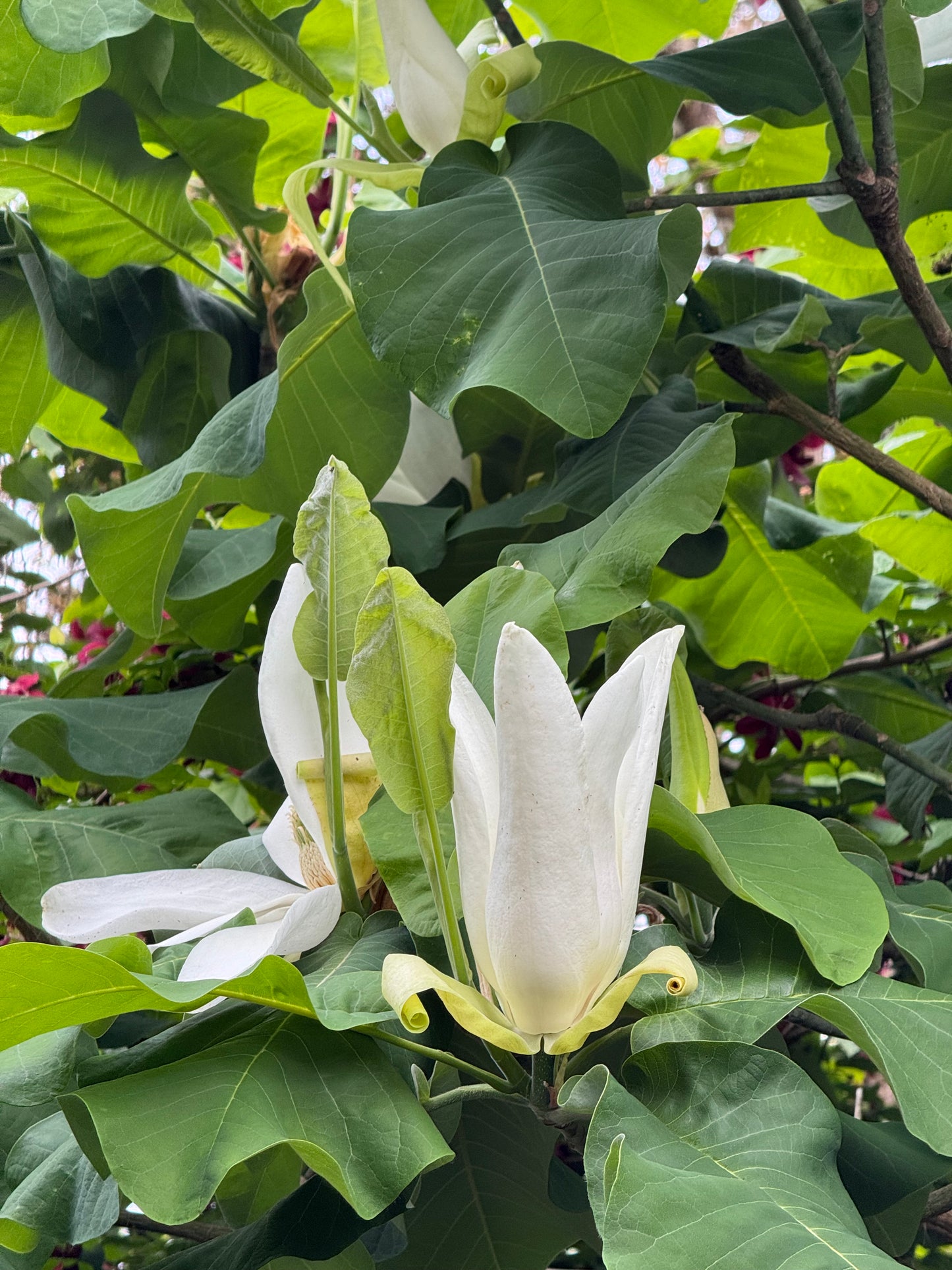 *RETAIL - Magnolia macrophylla