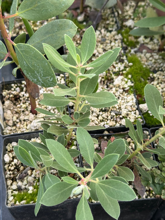 Arctostaphylos manzanita 'Blue Tip'