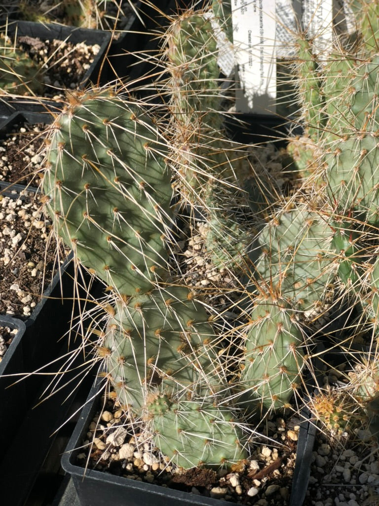 Opuntia polyacantha SBH 9988 - Small Spreading Pale Pink