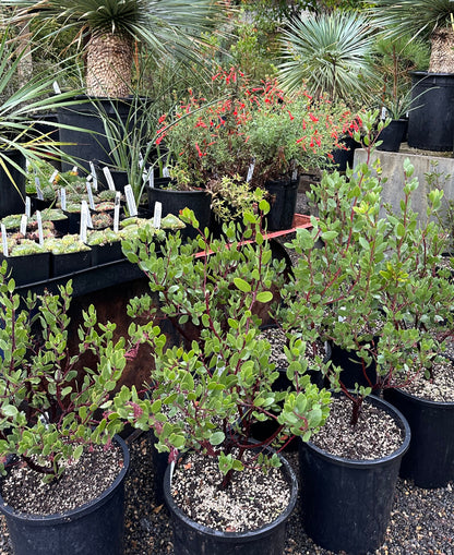 *RETAIL - Arctostaphylos bakeri 'Louis Edmunds'