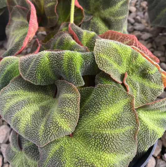 *RETAIL - Begonia soli-mutata