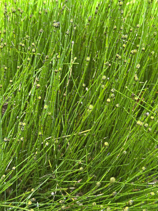 Equisetum scirpoides