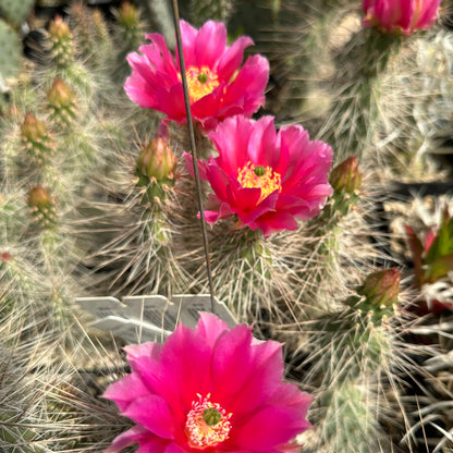 Opuntia polyacantha 'Browse Pink'