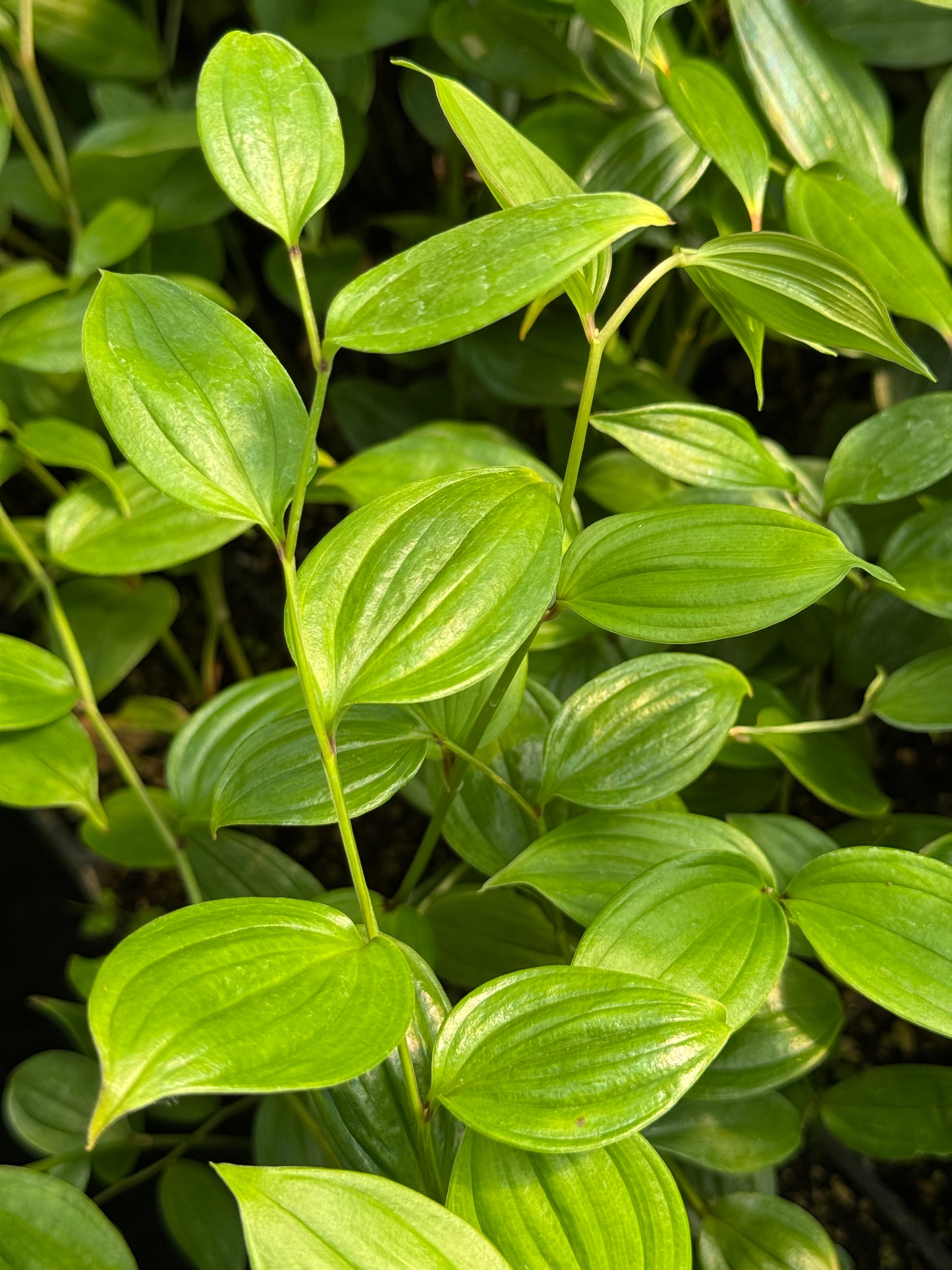 Disporum cantoniense 'Green Giant'