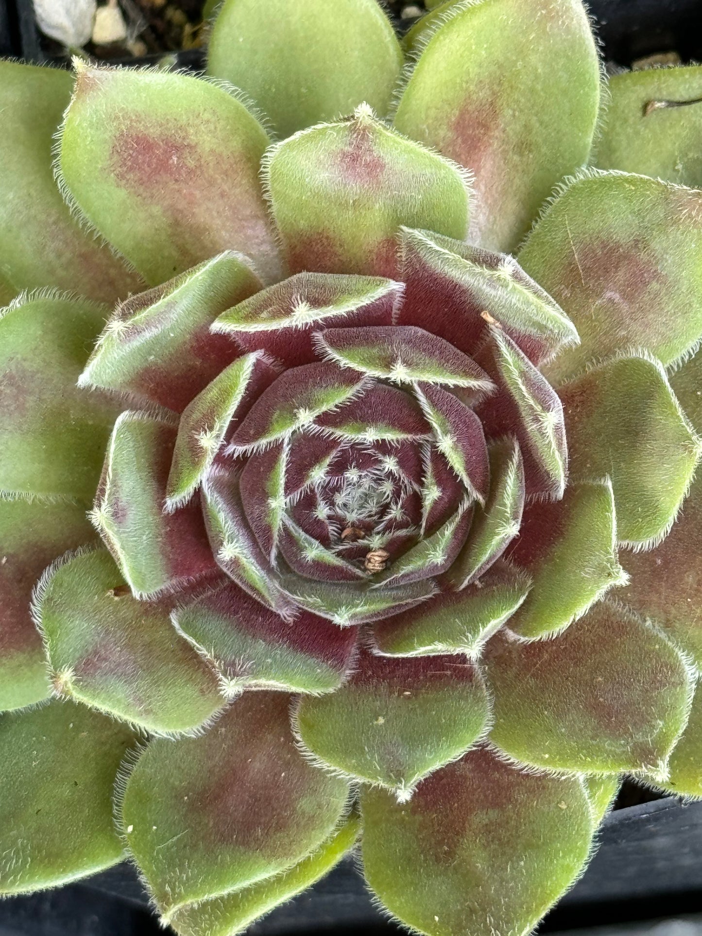 Sempervivum 'Skrocki'