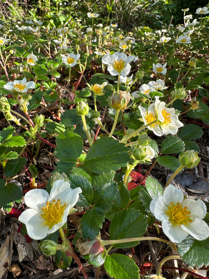 *RETAIL - Fragaria chiloensis ‘Aulon’