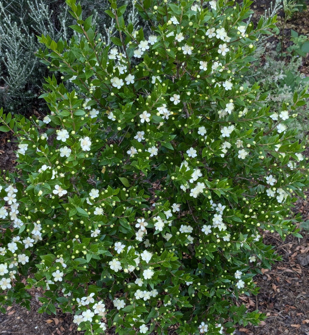 *RETAIL - Myrtus communis 'Andy's Hardy'