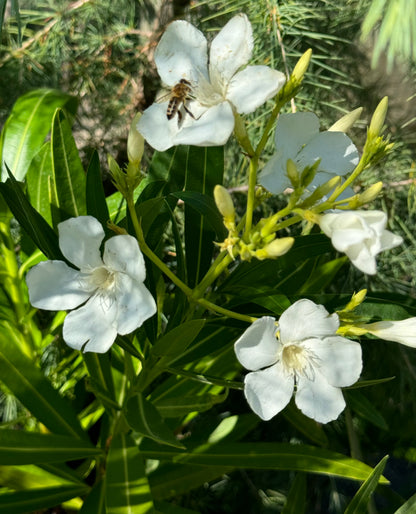 *RETAIL - Nerium oleander 'Sister Agnes'