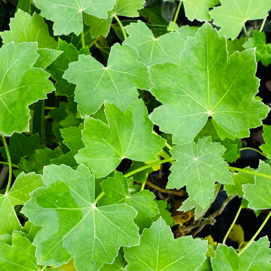 Lavatera Assurgentiflora