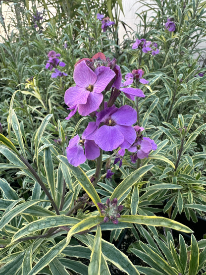 *RETAIL - Erysimum linifolium ‘Variegatum’