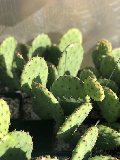 *RETAIL - Opuntia humifusa 'Maxi Pad'