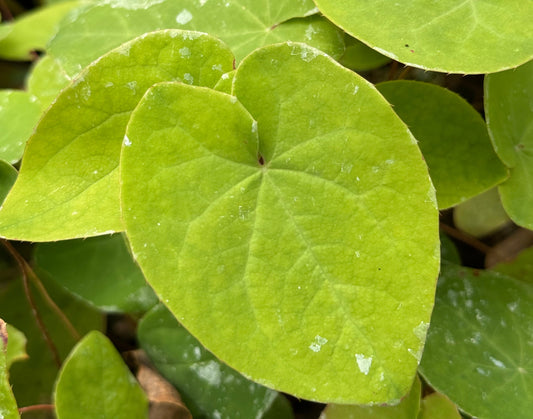 Epimedium pinnatum 'Thunderbolt'