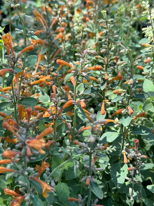 *RETAIL - Agastache ‘Arizona™ Sandstone’