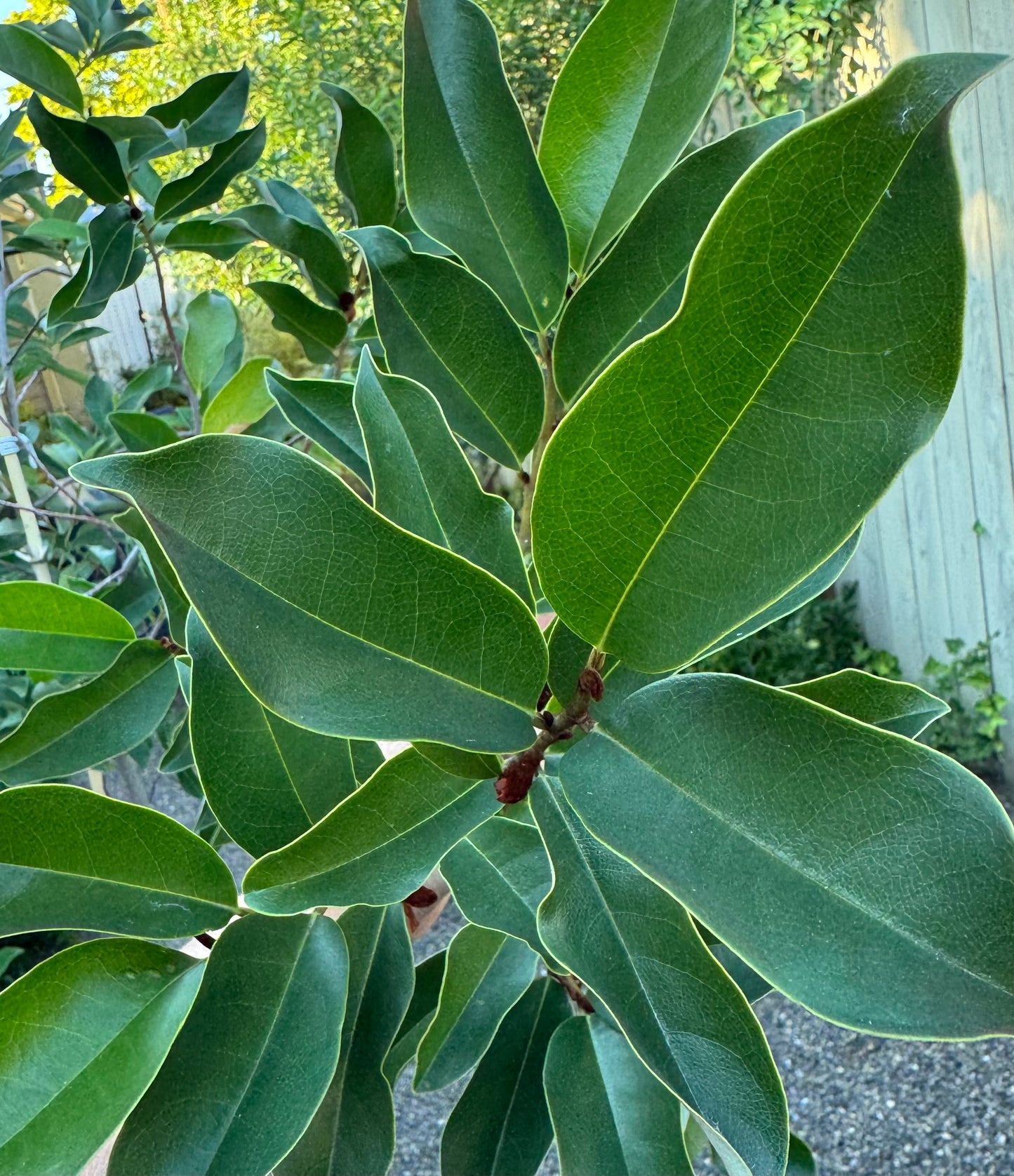 Magnolia 'Inspiration'