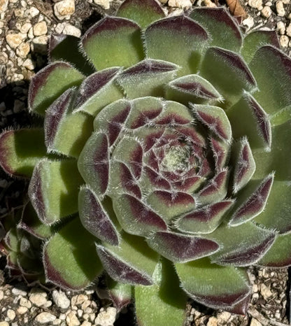 Sempervivum 'Purdy'