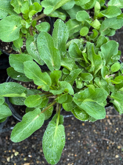 *RETAIL - Eryngium planum 'Blue Glitter'