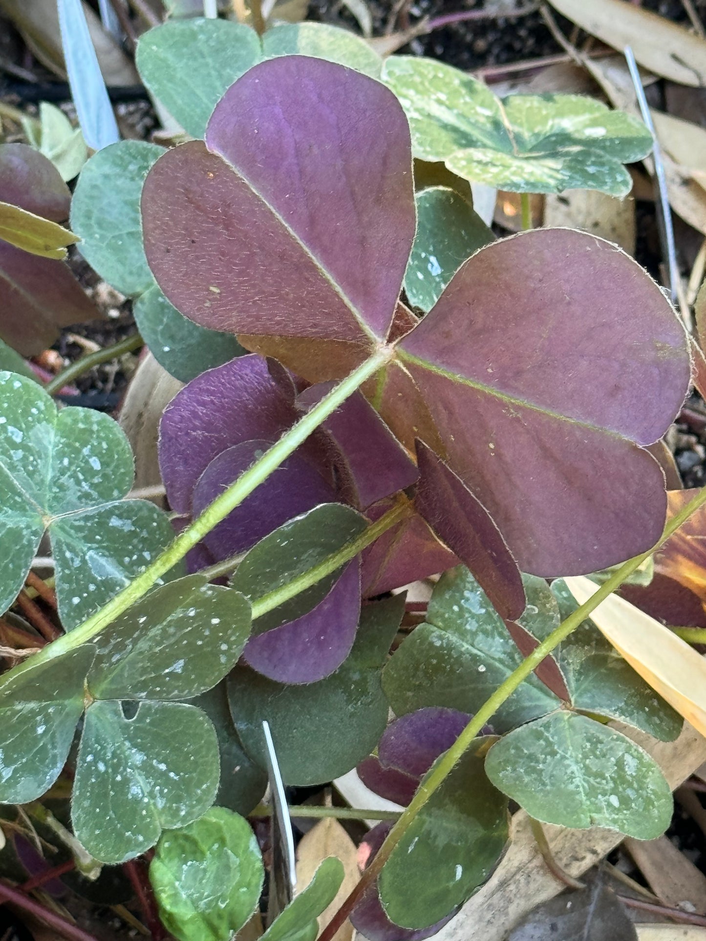 Oxalis oregana 'Klamath Ruby'