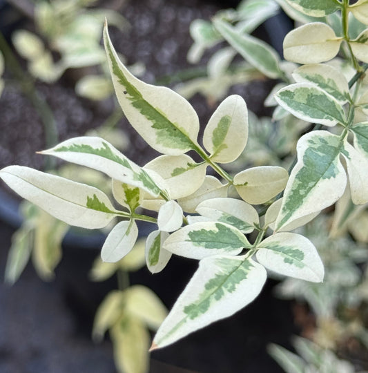 *RETAIL - Jasminum officinale 'Argenteovariegatum'