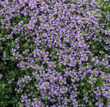 *RETAIL - Thymus x 'Lemon Pincushion'