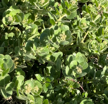 Arctostaphylos x media 'Point Arena'