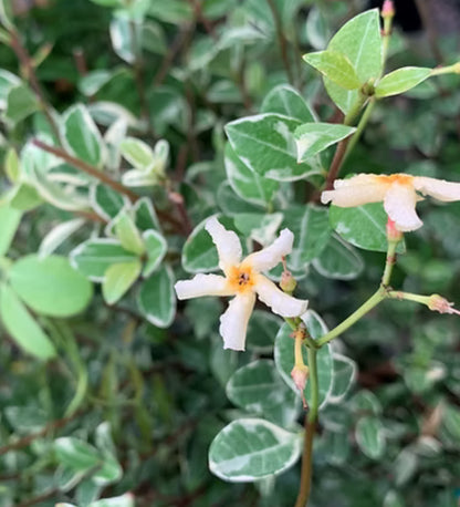 *RETAIL - Trachelospermum asiaticum