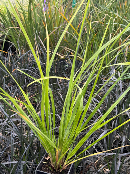 Chionochloa conspicua