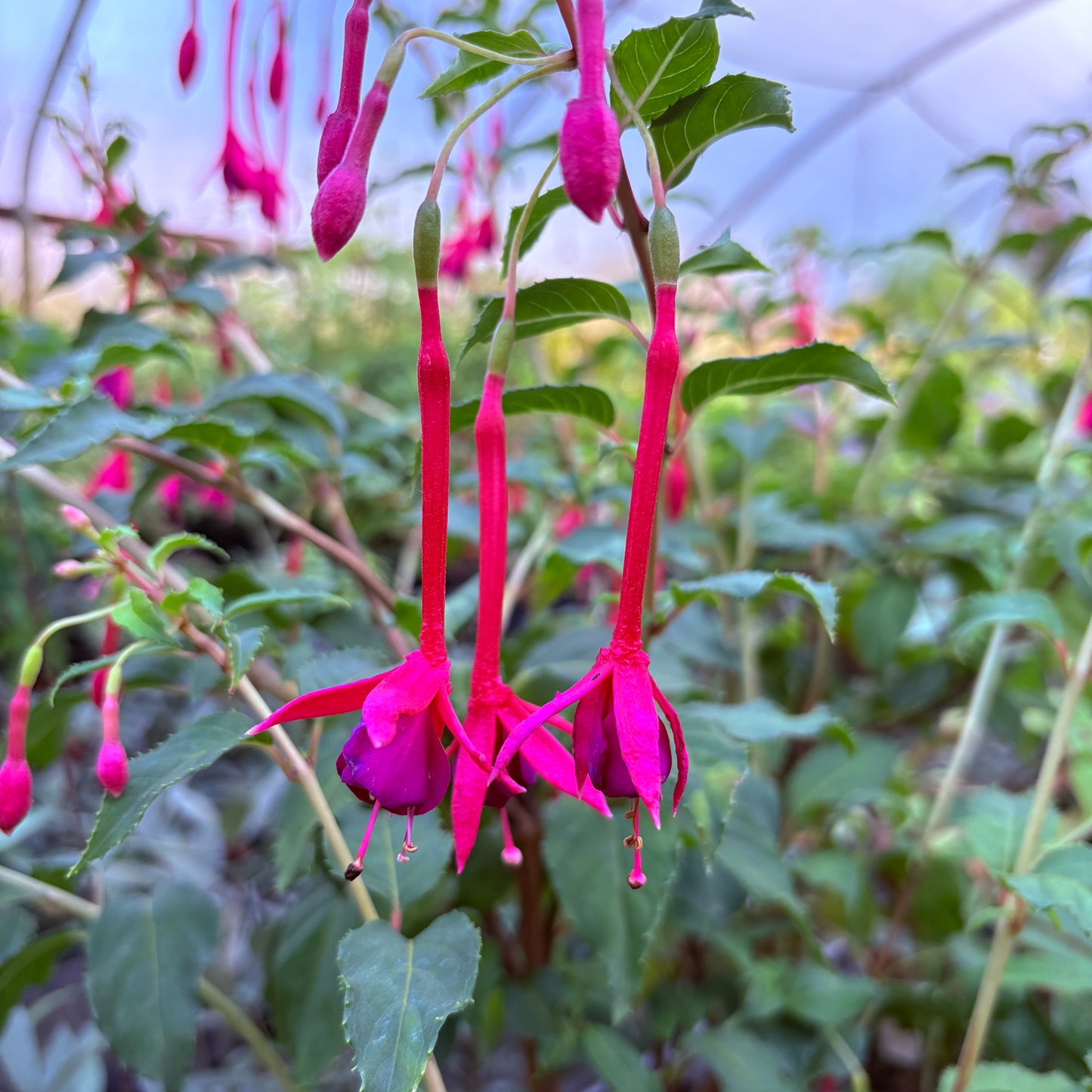 Fuchsia 'DebRon's Scarlet Runner'