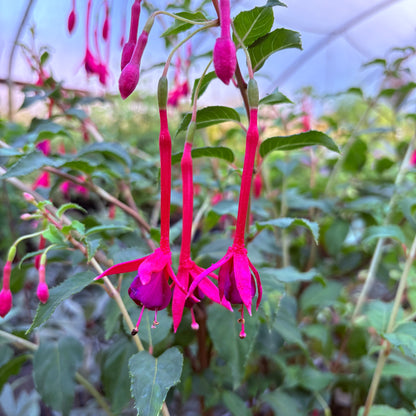 Fuchsia 'DebRon's Scarlet Runner'
