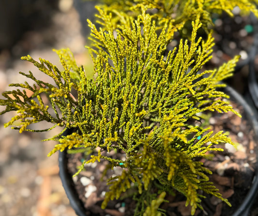 *RETAIL - Hebe ochracea 'E.C. Stirling'