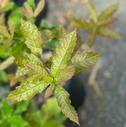 Quercus rysophylla 'JF GDN'