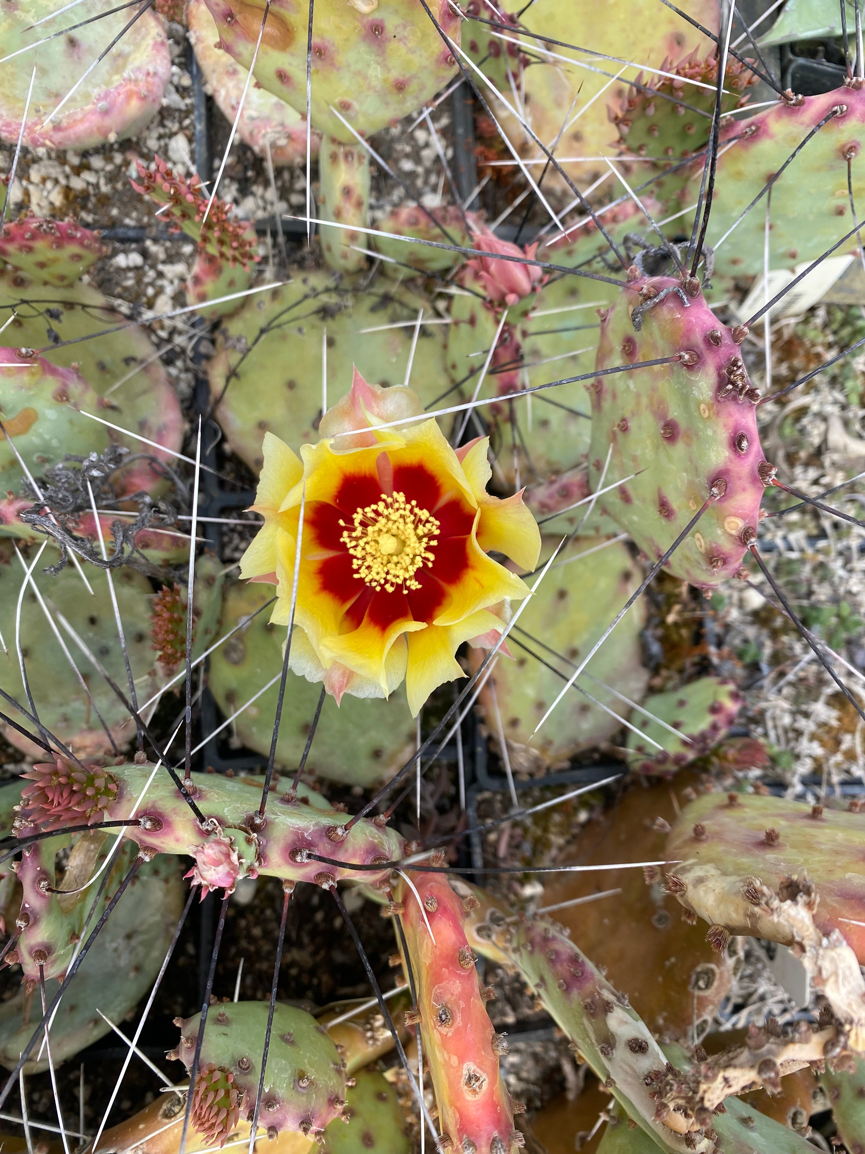 Cistus Nursery Opuntia macrocentra