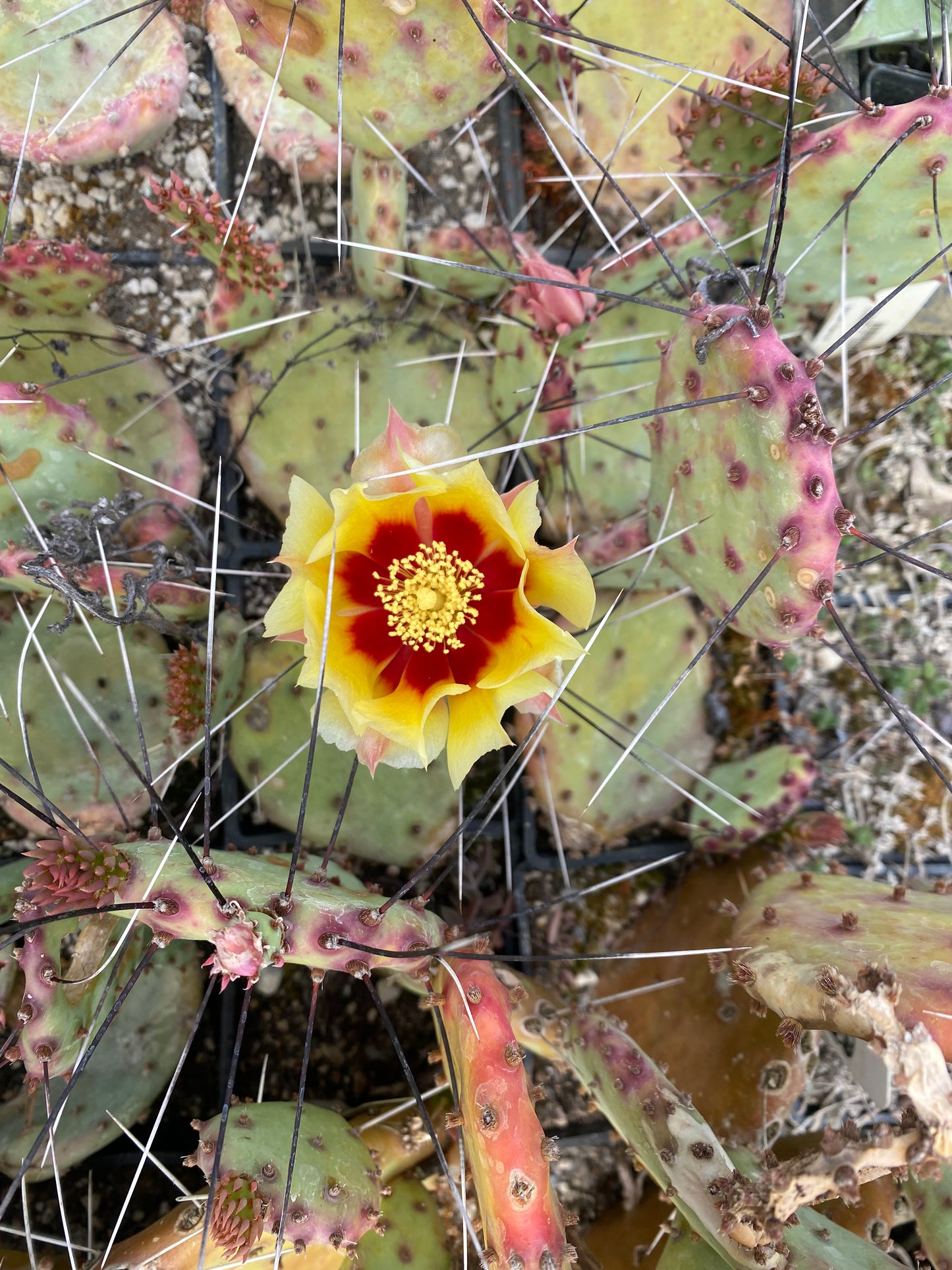 Opuntia macrocentra [Linda Callahan]