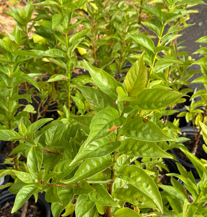 *RETAIL - Cephalanthus occidentalis var. californica