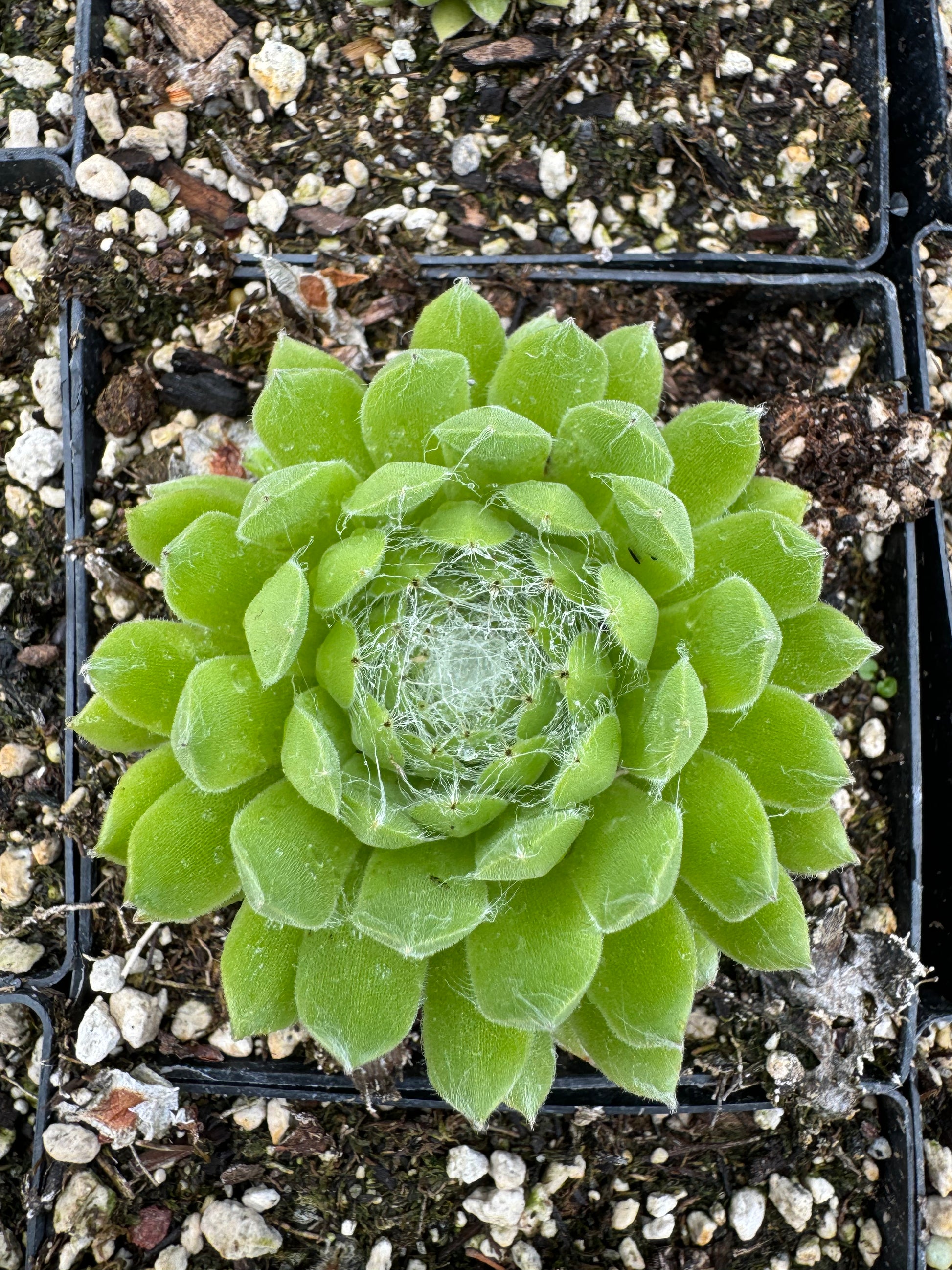 small green succulent plant Sempervivum 'Pekinese' – Cistus Nursery