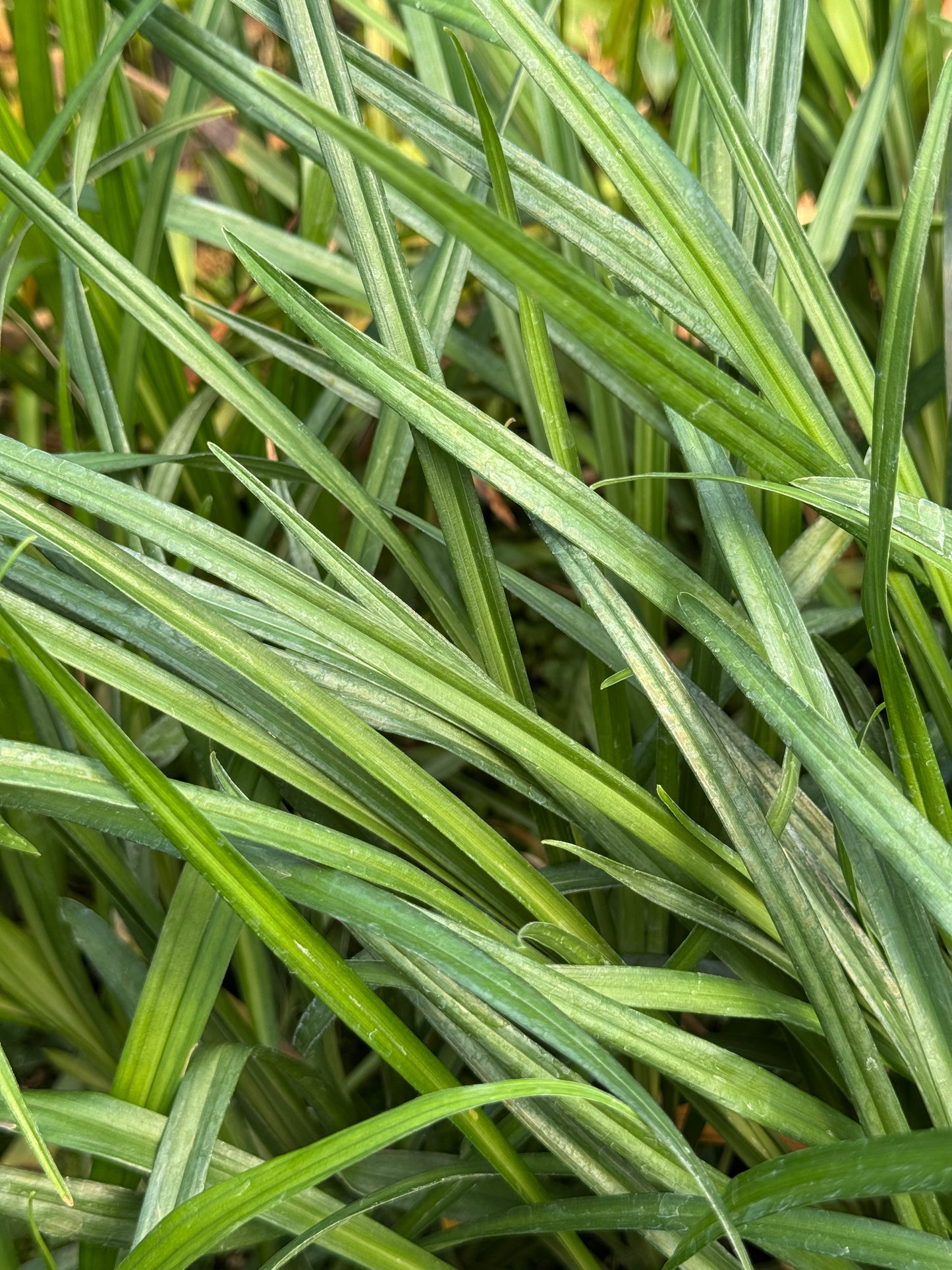 Reineckea incurva BSWJ 1829