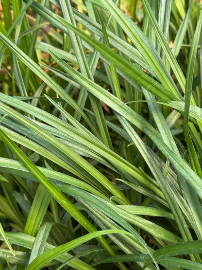 Reineckea incurva BSWJ 1829