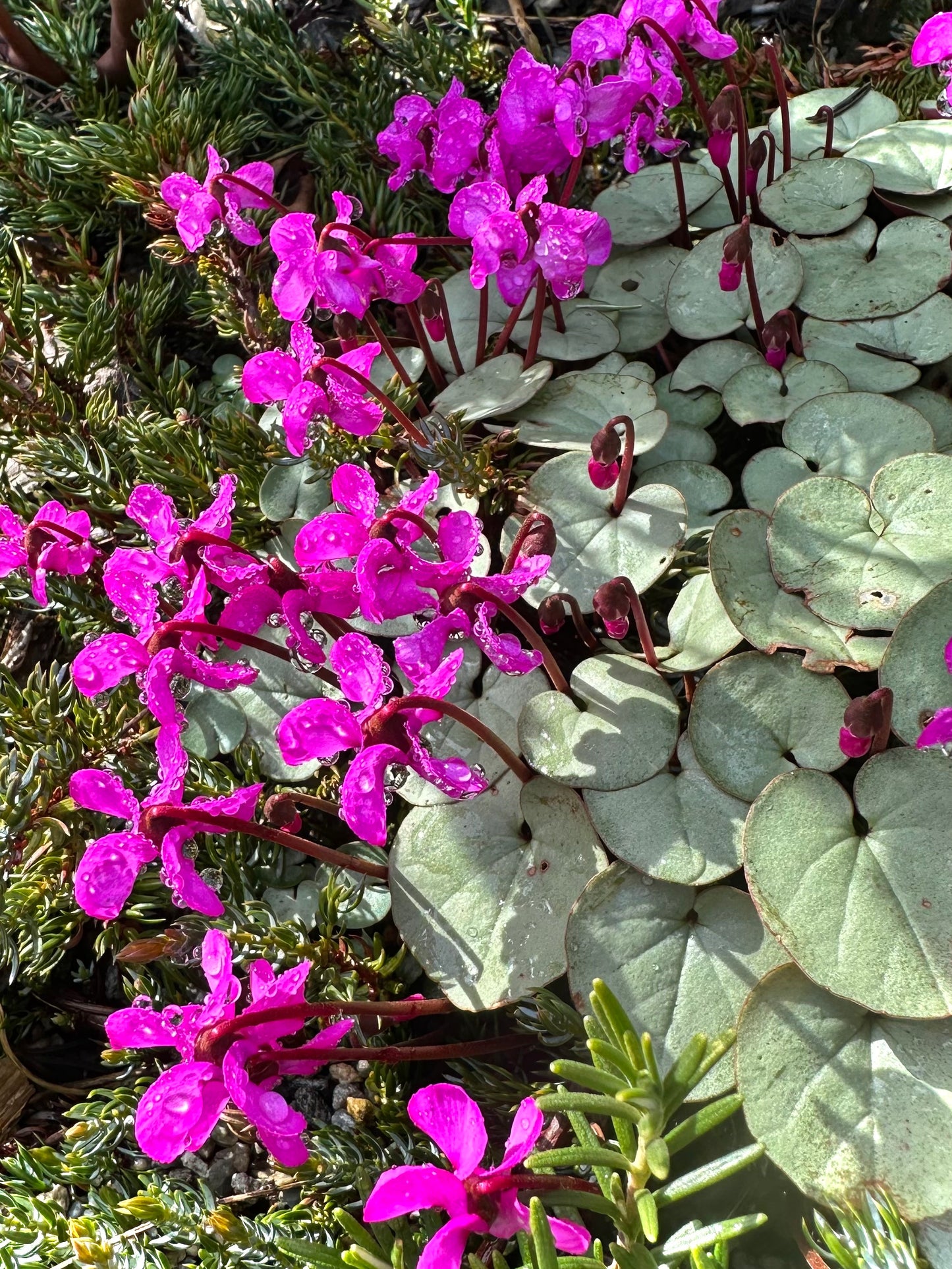 *RETAIL - Cyclamen coum - [Pewter group]