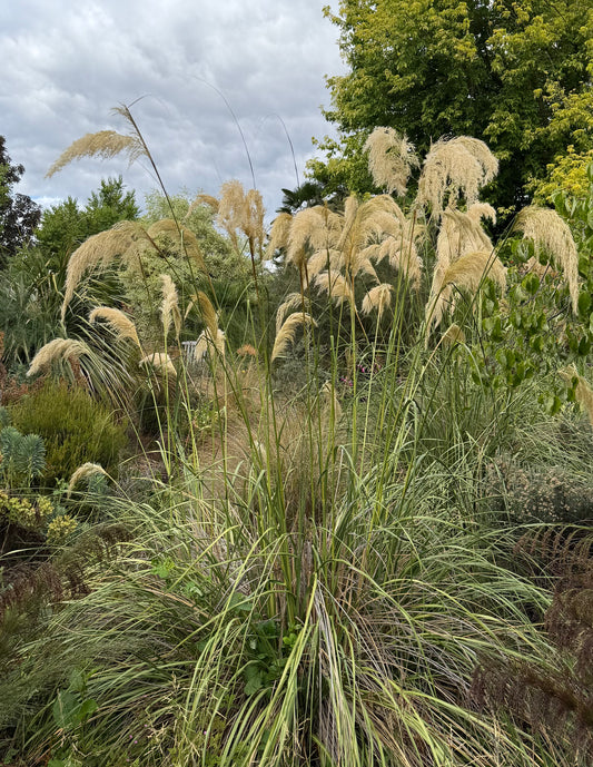 Austroderia richardii