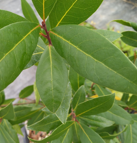 *RETAIL - Laurus nobilis