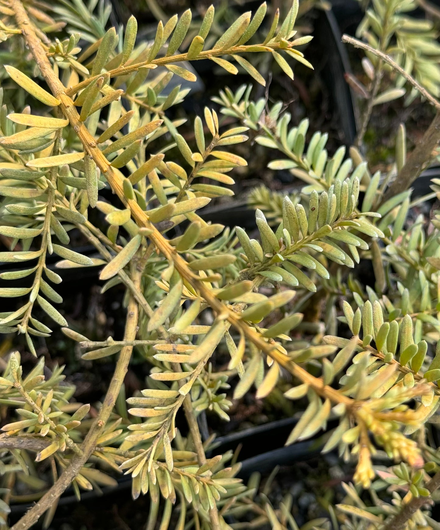 Podocarpus lawrencei x nivalis 'Orangeade'