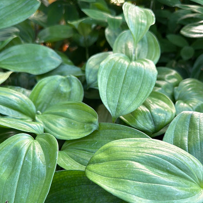 *RETAIL - Disporopsis sp. - The Giant