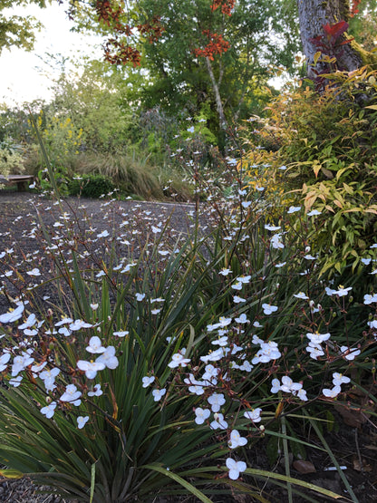 *RETAIL - Libertia 'Amazing Grace'