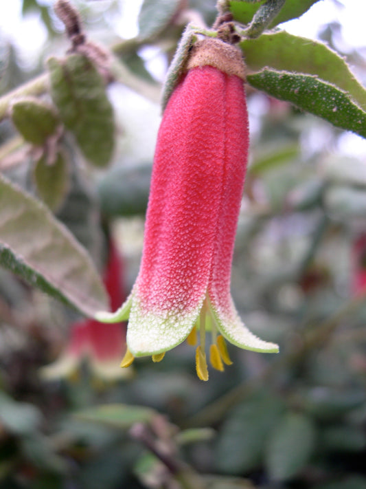 *RETAIL - Correa reflexa 'Carpenter Rocks'