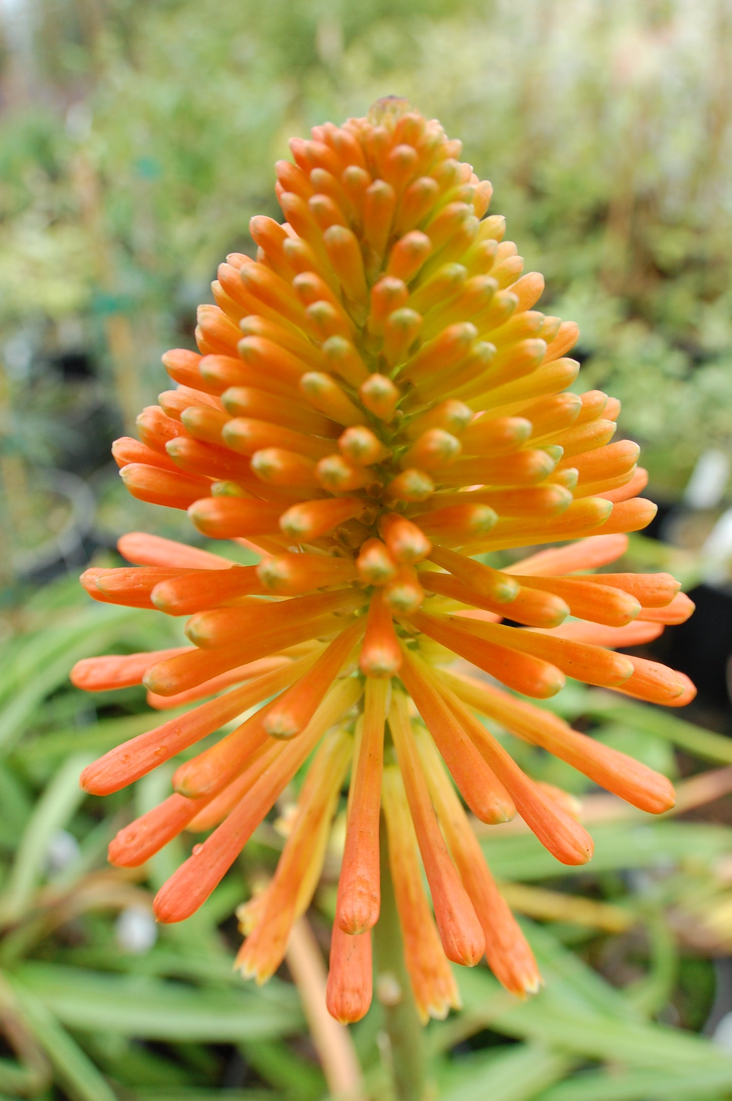 *RETAIL - Kniphofia 'Christmas Cheer'