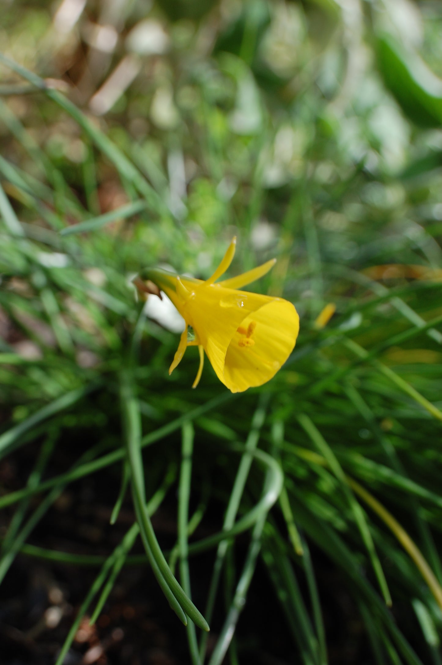 Narcissus romieuxii ssp. romieuxii var. rifanis