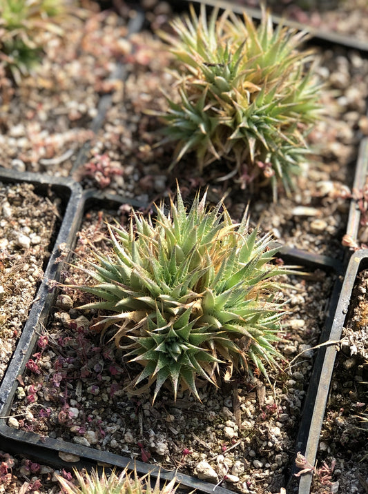 Deuterocohnia brevifolia